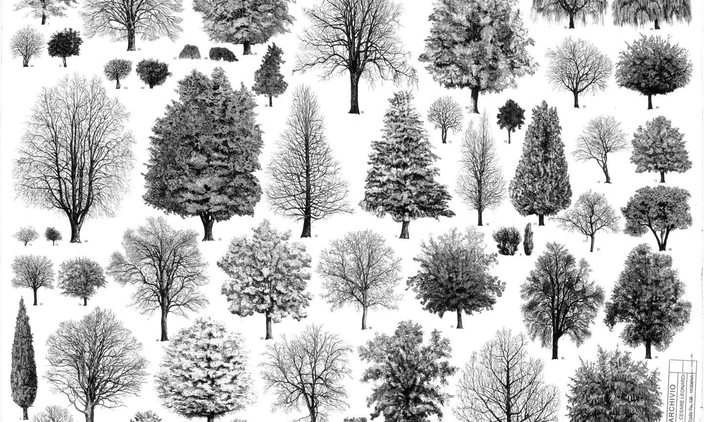 Planche représentant différentes espèces d'arbre en noir et blanc