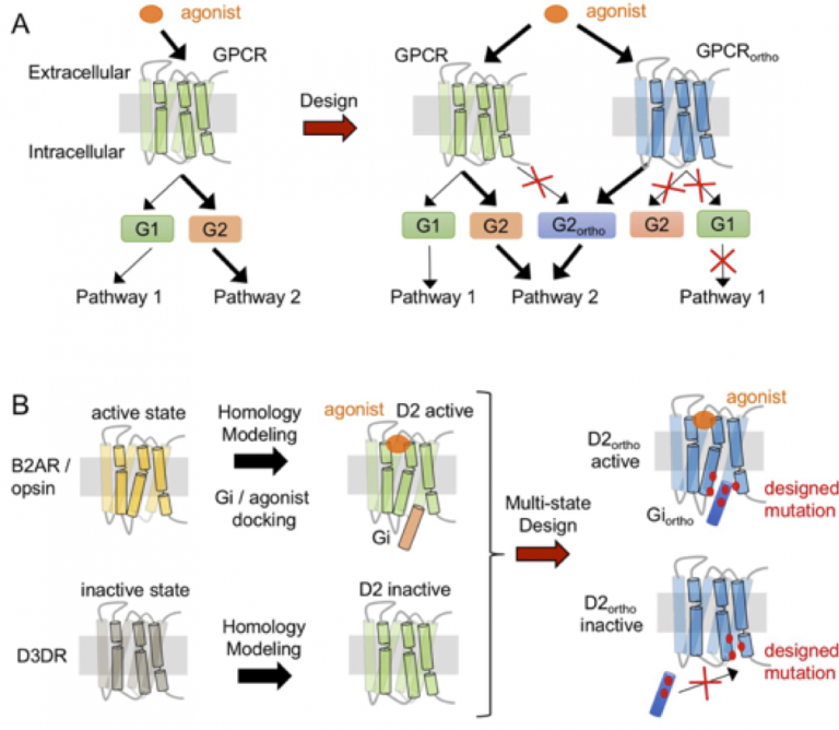 Protein_design ‒ upbarth ‐ EPFL