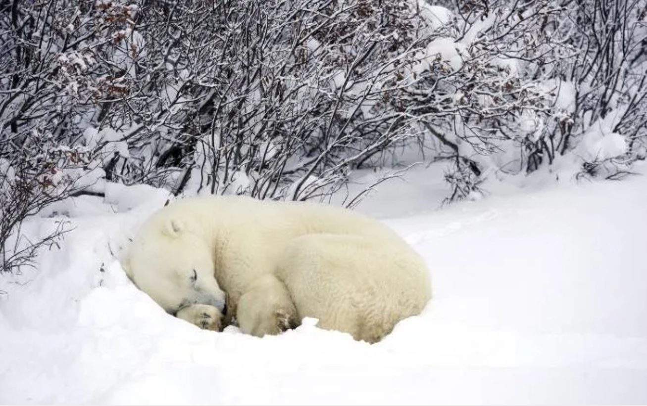 https://polarbearfacts.net/where-do-polar-bears-sleep/