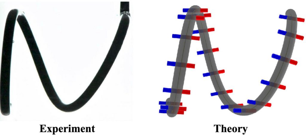 Flexuous Rods Particles Thin Rods ‒ FLEXLAB ‐ EPFL