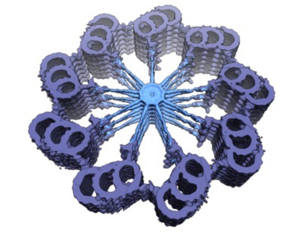 Slightly tilted cross-sectional 3D map of the proximal region of the centriole in Trichonympha ssp., illustrating the striking 9-fold radial symmetry of the organelle. The cartwheel structure with stacks of SAS-6-bearing rings is visible in light blue, the more peripheral pinhead element in dark blue. The most peripheral microtubule triplets and the A-C linker connecting are shown in purple. The cross-sectional diameter is ~250 nm. See Guichard et al., 2013. © EPFL - Gönczy Lab