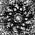 Electron-microscopy of C. elegans centriole during oogenesis viewed in cross-section.