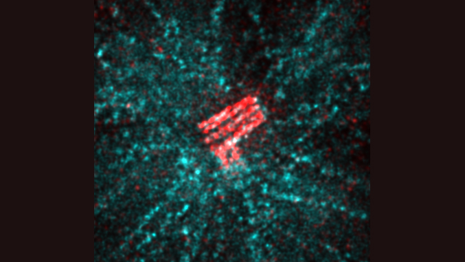 Expansion microscopy of human centrioles (red: acetylated tubulin, cyan: alpha-tubulin).