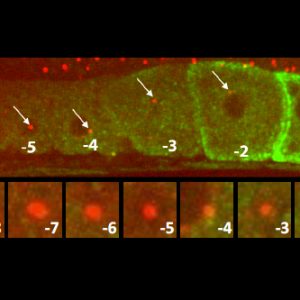 C. elegans gonad from an animal expressing the centriolar marker RFP:SAS-7 and a the marker of oocyte maturation RME-2::GFP; lower row shows inset of centriolar region. Note that the focus of RFP:SAS-7 diminishes as the oocyte matures and is entirely absent from the -1 oocyte. © EPFL - Gönczy Lab