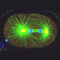 Mitosis in fixed one-cell C. elegans embryo stained with antibodies against tubulin (green), the centrosomal component ZYG-9 (red, yellow in the overlay with green), and counterstained with a DNA dye (blue). Note asymmetric spindle positioning. © EPFL - Gönczy Lab