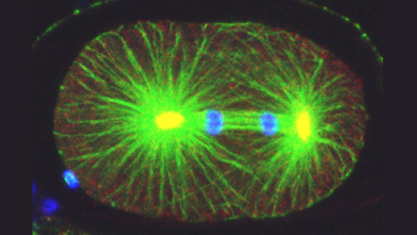 Mitosis in fixed one-cell C. elegans embryo stained with antibodies against tubulin (green), the centrosomal component ZYG-9 (red, yellow in the overlay with green), and counterstained with a DNA dye (blue). Note asymmetric spindle positioning. © EPFL - Gönczy Lab