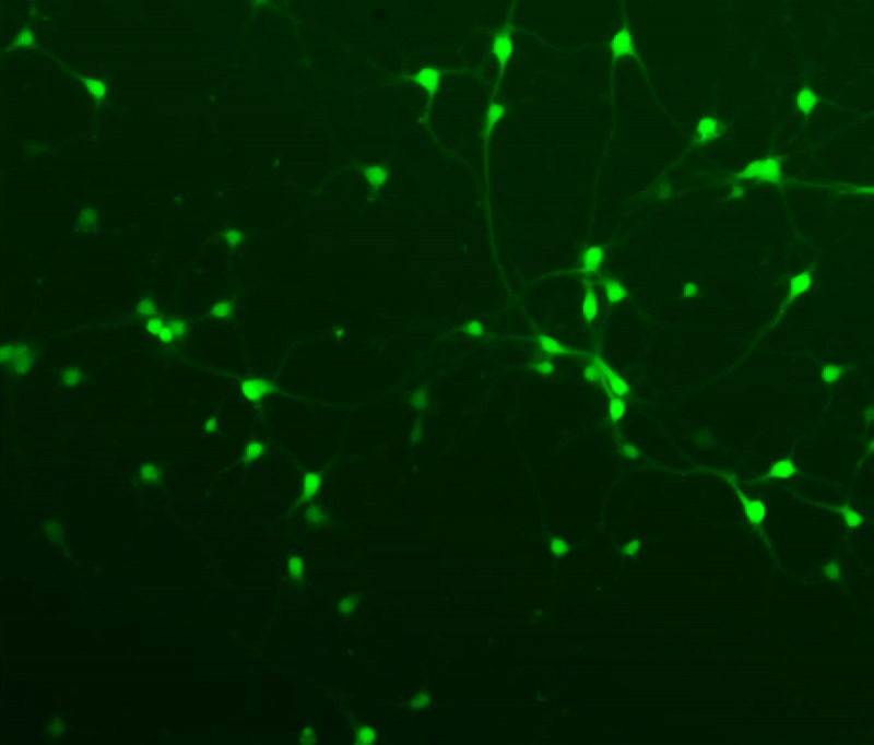 Fluorescence microscopy showing neurons forming a 2D in vitro network