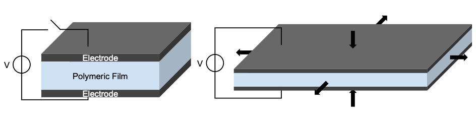 Working principle of a Dielectric Elastomer Actuator (DEA). When a voltage is applied, the polymeric film is compressed vertically by the compliant electrodes, which make the structure expand laterally.
