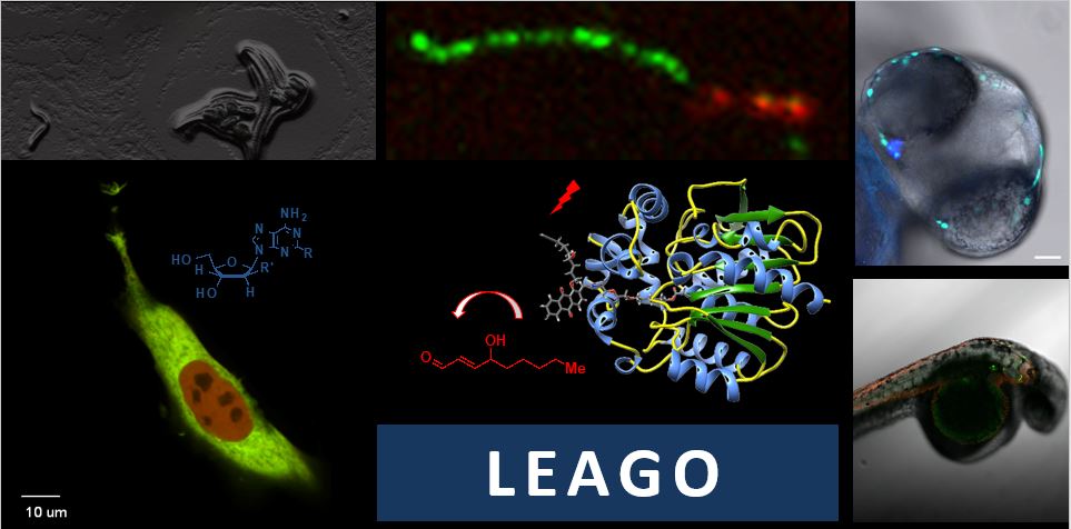 Home of REX technologies: T-REX™ delivery and G-REX™ profiling – Electrophile signaling and stress response – Nucleotide signaling and genome maintenance