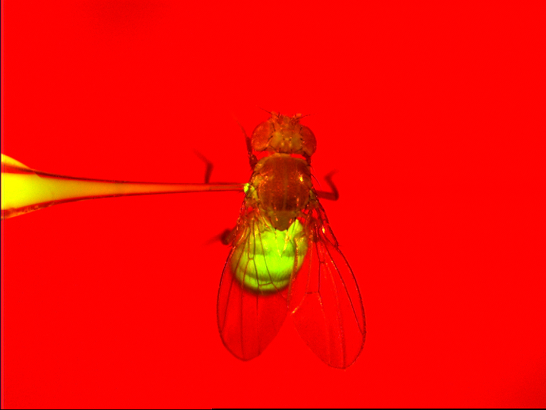 Figure 1. Adult fly injected with GFP expressing bacteria. This mode of infection triggers a systemic immune response consisting of the production of antimicrobial peptides by the fat body, phagocytosis by blood cells and melanization at the site of injury.