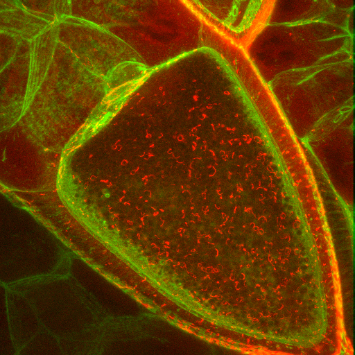 Figure 2: Spiroplasma colonization of the germline. Spiroplasma uses the yolk uptake machinery to colonize the germline, ensuring vertical transmission. In this photo, Spiroplasma bacteria (stained in red) are colonizing the egg chamber (stained with phalloidin) during vitellogenesis. (Spiroplasma).