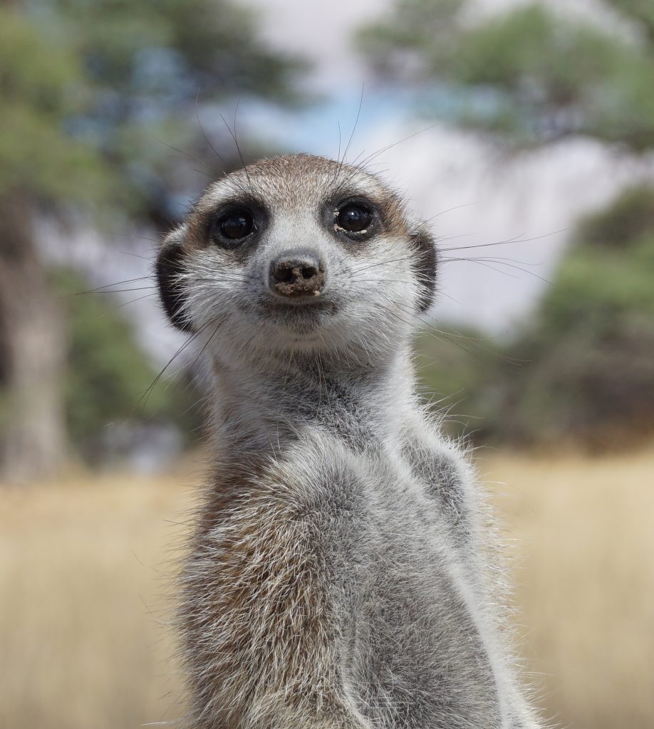 Meerkat in the Kalahari Desert
