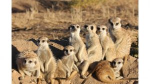 Meerkat Tracking in the Kalahari desert