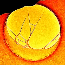 Biomechanics of DNA structures