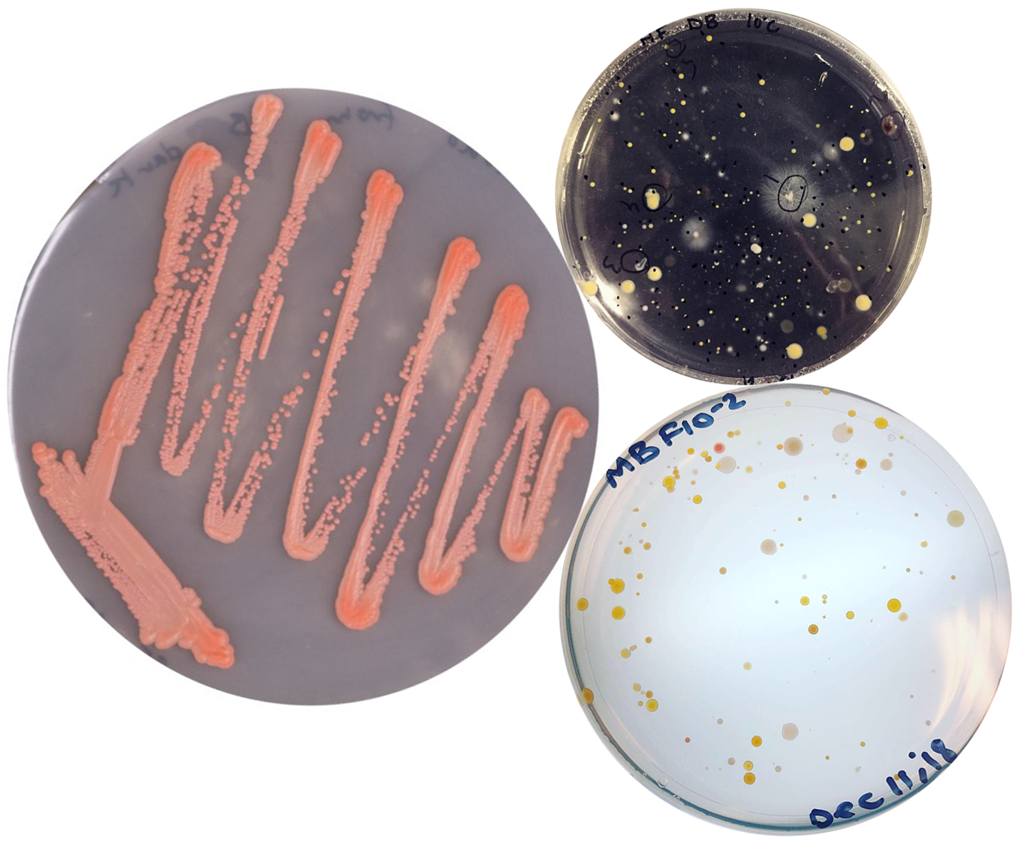 Microbial Adaptation in the Cryosphere ‒ MACE ‐ EPFL