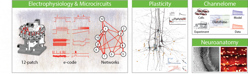 Laboratory of Neural Microcircuitry ‐ EPFL