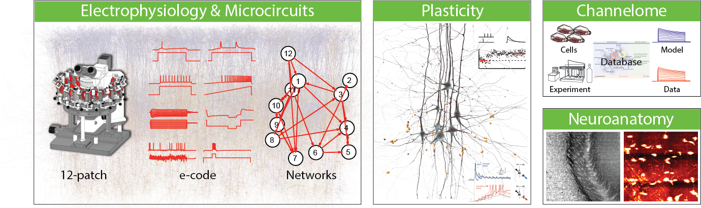 The Laboratory of Neural Microcircuitry (LNMC), headed by Professor Henry Markram, is dedicated to understanding the structure, function and plasticity of the neural microcircuits, with emphasis on the neocortex.