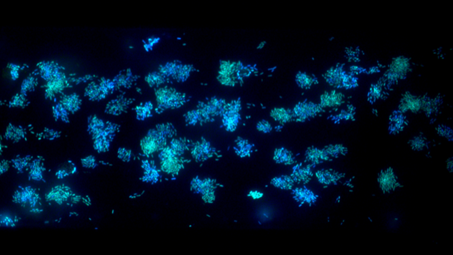 Bacteria | © EPFL Thomas Simonet