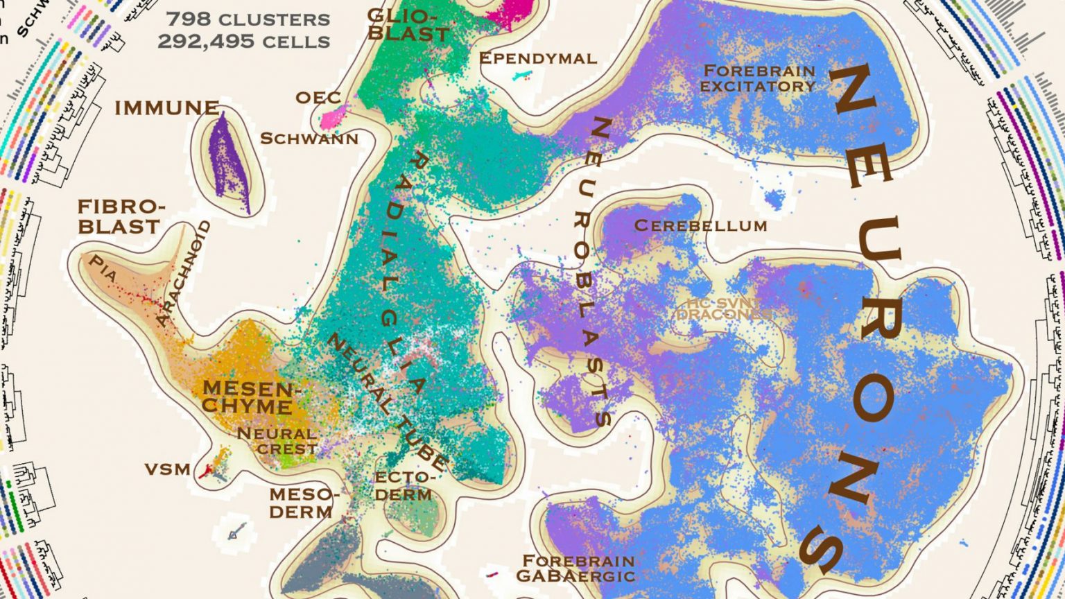 scientists create atlas of mouse brain regions down to... Laboratory of Brain Development and Biological Data Science ‐ EPFL