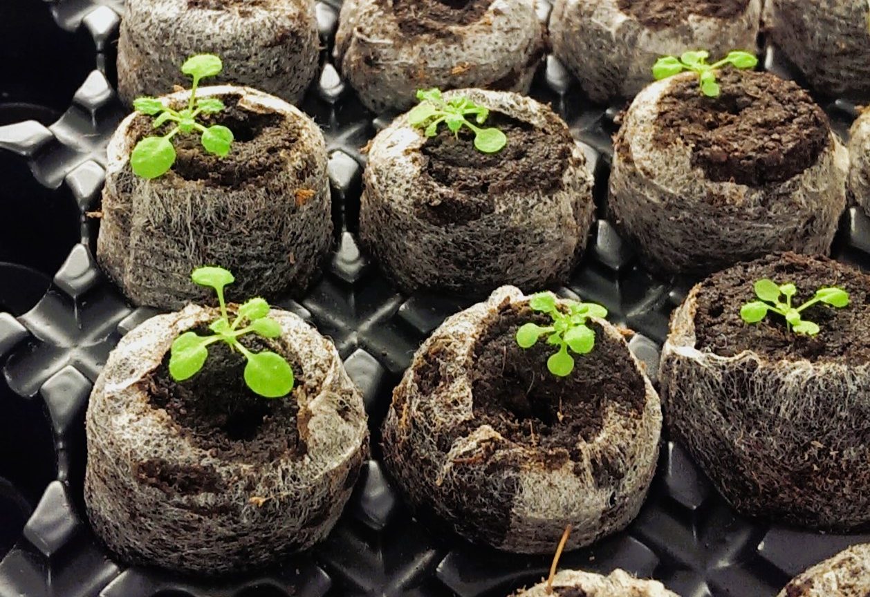 Seedlings growing on soil
