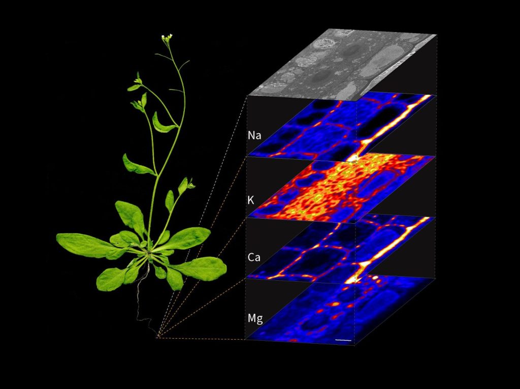 Arabidopsis seedling with high-resolution correlative cryoSEM and CryoNanoSIMS image of root tip.