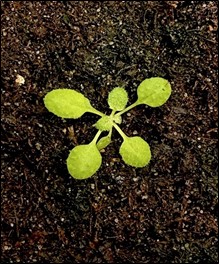 Young Arabidopsis seedling in soil