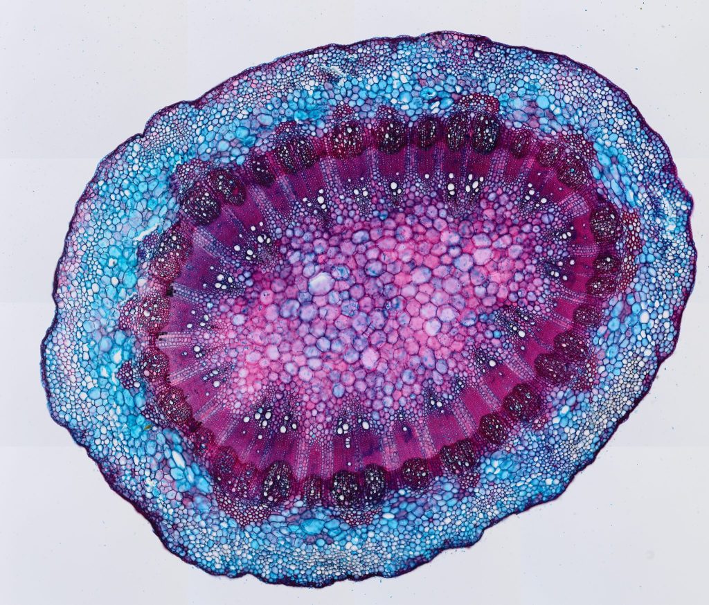 Vine tolerance to drought ‒ PERL ‐ EPFL