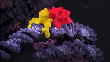 chromatin