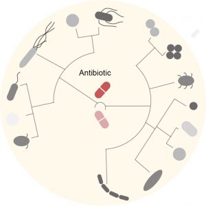 Antibiotic Impact