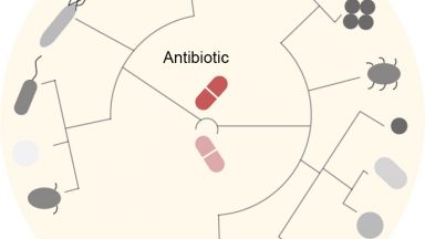 Antibiotic Impact