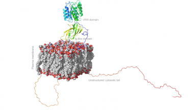 The Structure Of Capillary Morphogenesis Gene 2 Embedded In Plasma Membrane | © EPFL