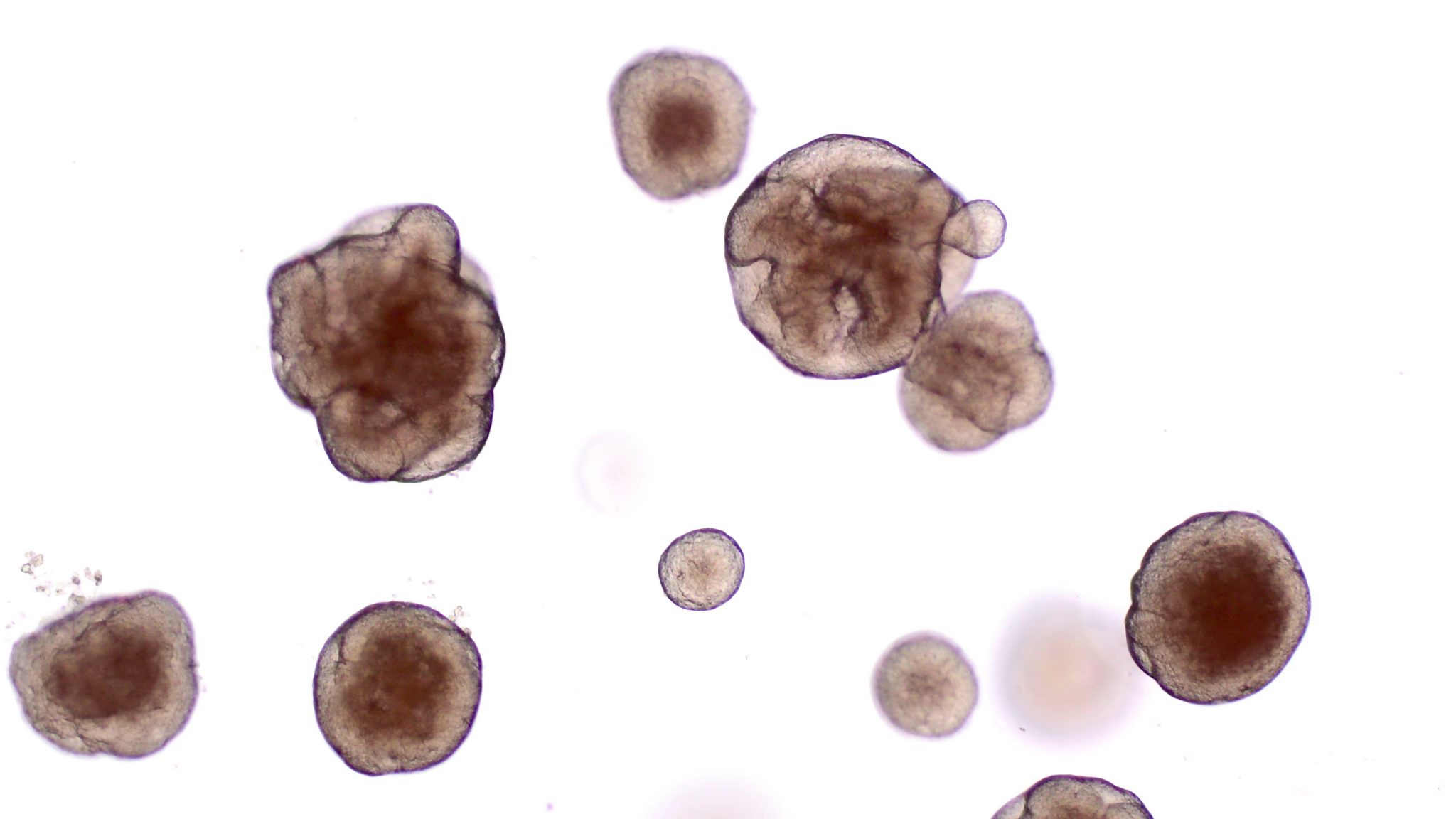 Organoid Lab Stem Cell and Organoid Laboratory (SCOL) ‒ CPG ‐ EPFL