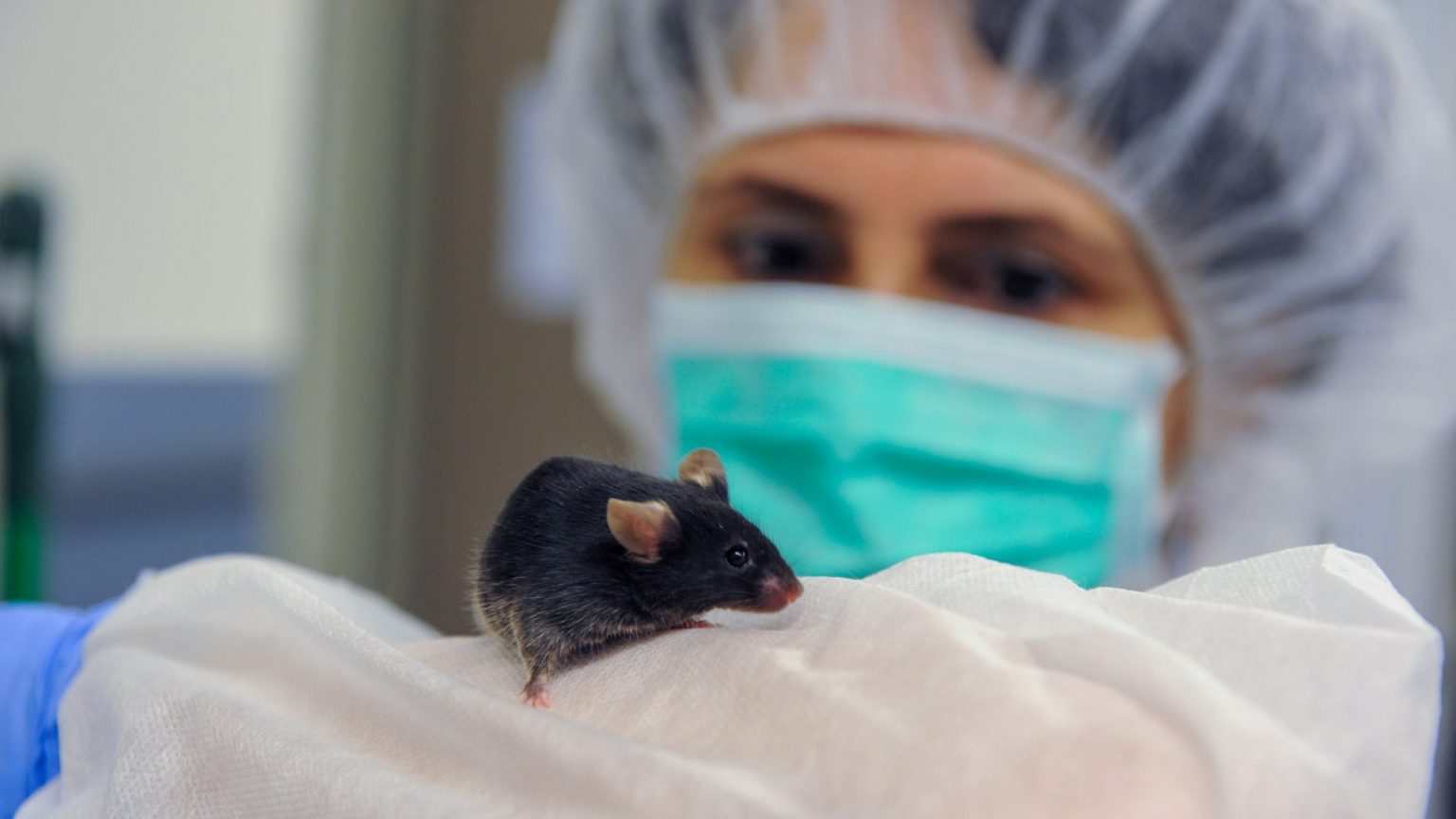 EPFL promotes the use of gentle handling techniques, and trains animal caretakers and experimenters to avoid tail-handling whenever possible. © Bruno Marquis