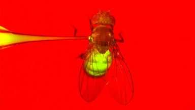 Infection of green glucosal bacteria in Drosophila