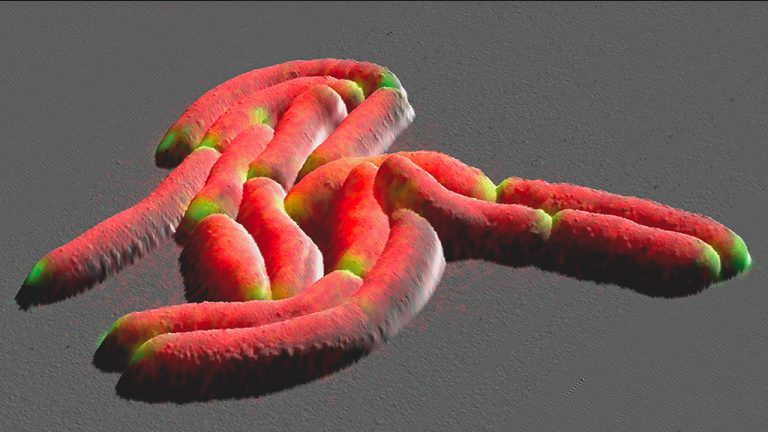 3D image of live bacteria, with nanometer resolution - Vote 1 - Melanie Hannebelle©EPFL