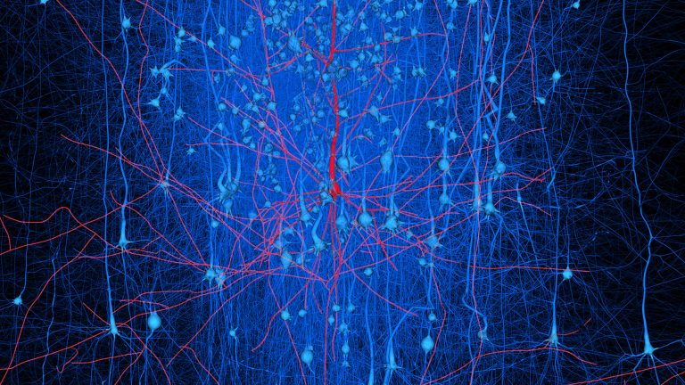 Digital reconstructed neuronal circuits - Blue Brain Project